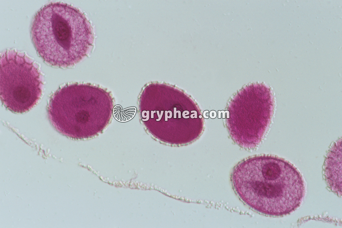 Pollen de Lys x100 - gryphea.com